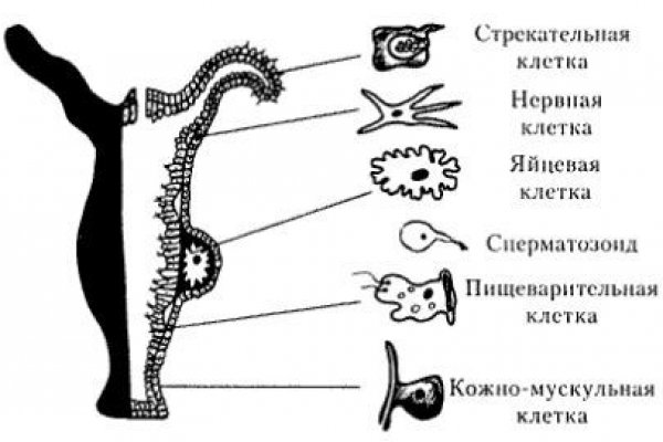 Кракен тор ссылка онион